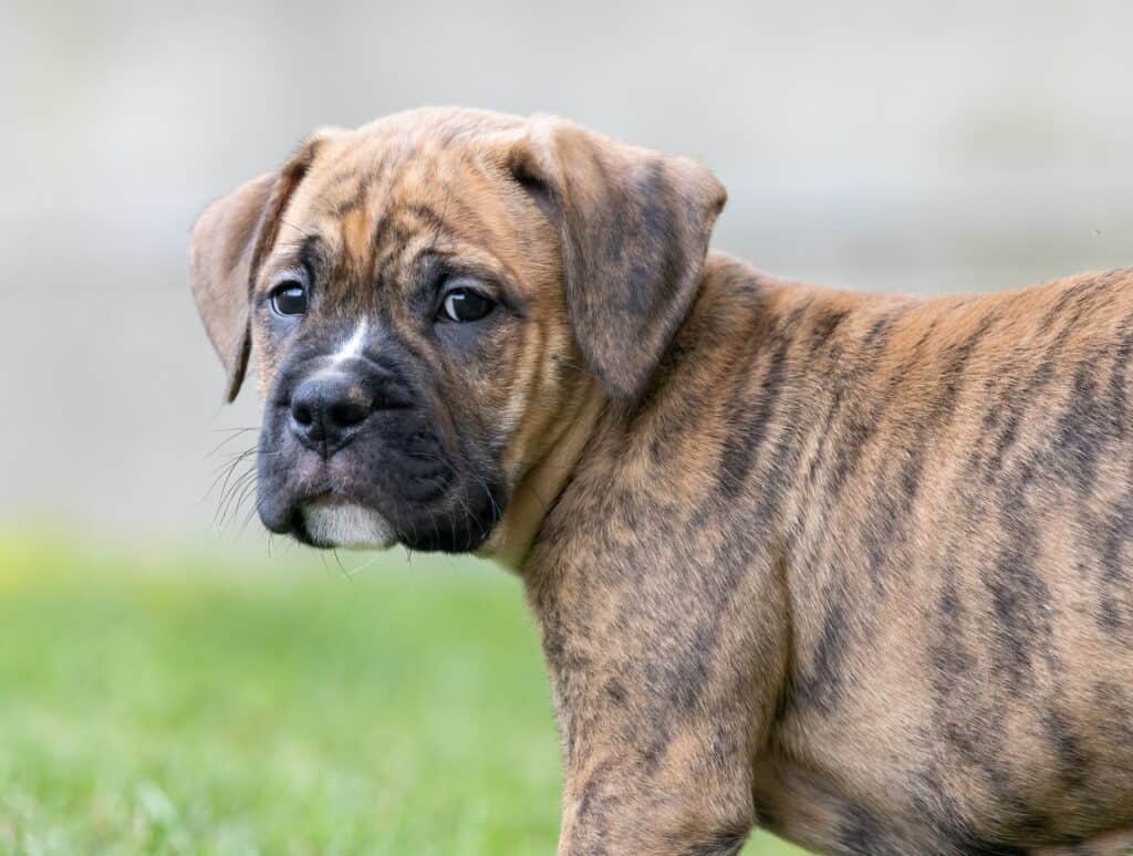 Un cucciolo di bulldog boxer (toro-boxer).