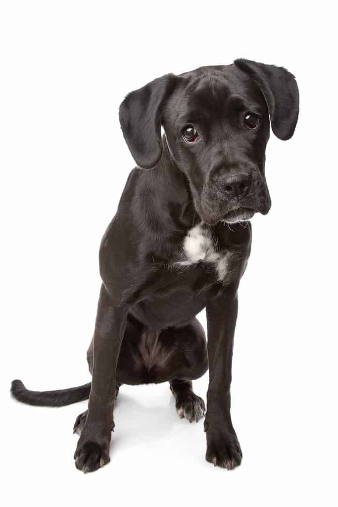 Boxador isolato