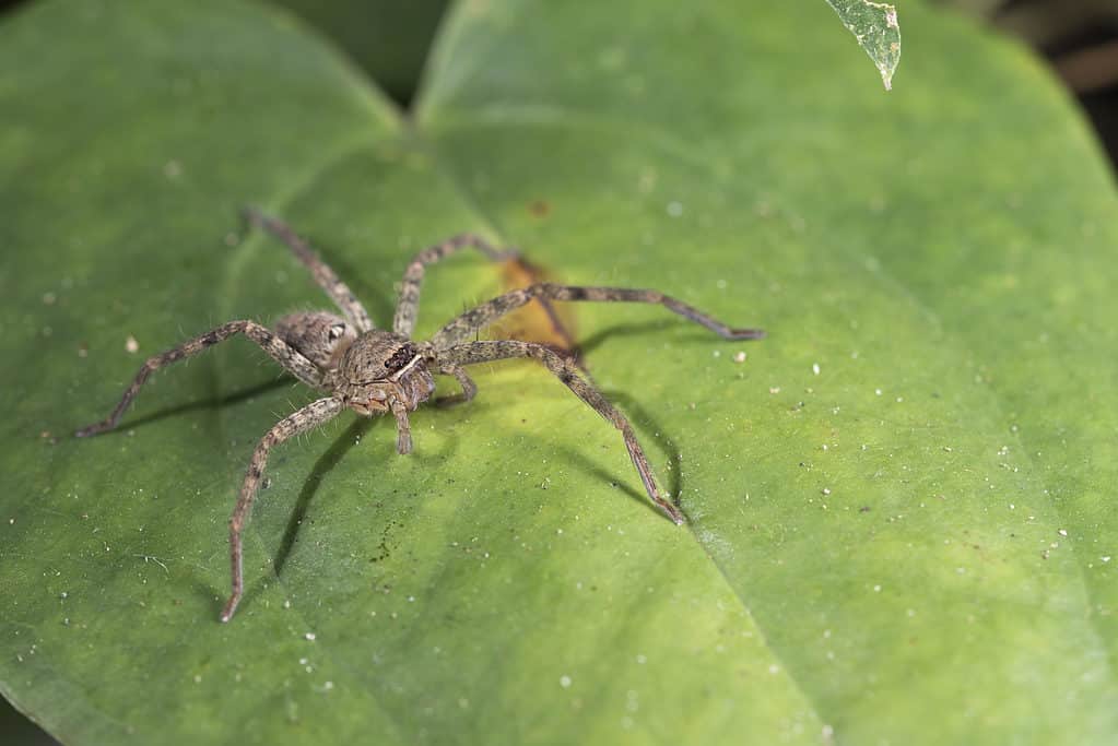 I ragni di canna sono comuni negli ambienti agricoli
