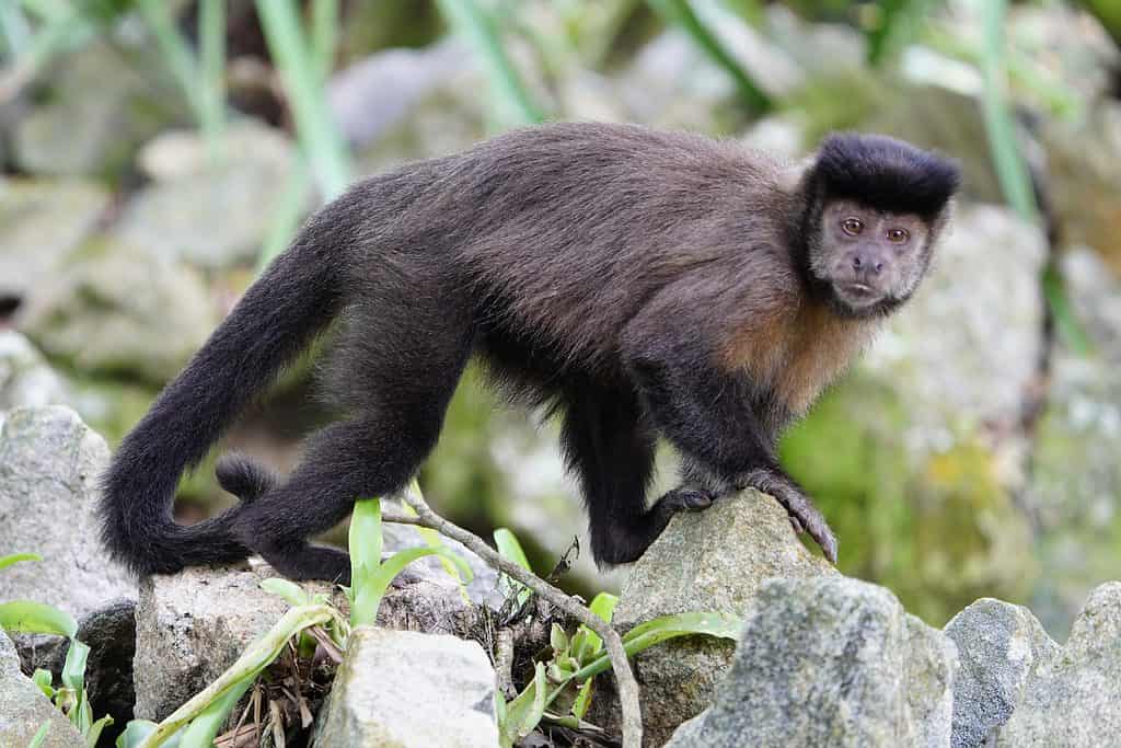 Il cappuccino nero (Sapajus nigritus)