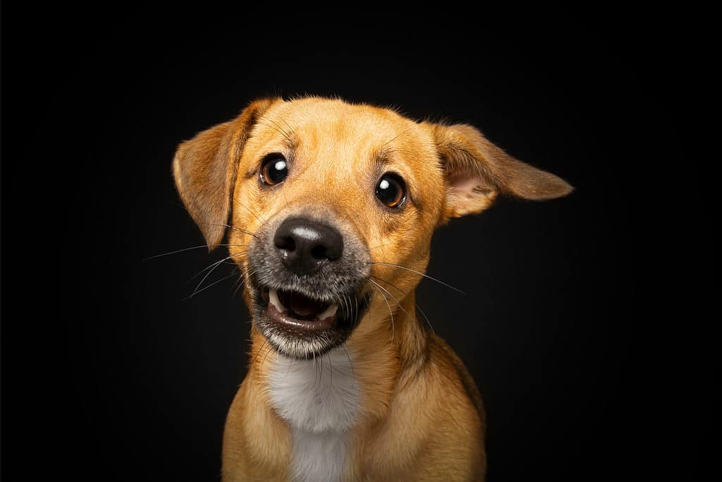 Jackshund che mostra i suoi denti
