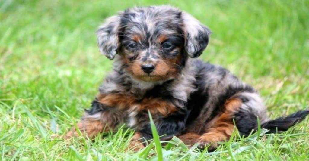 cucciolo di doxiepoo nero focato