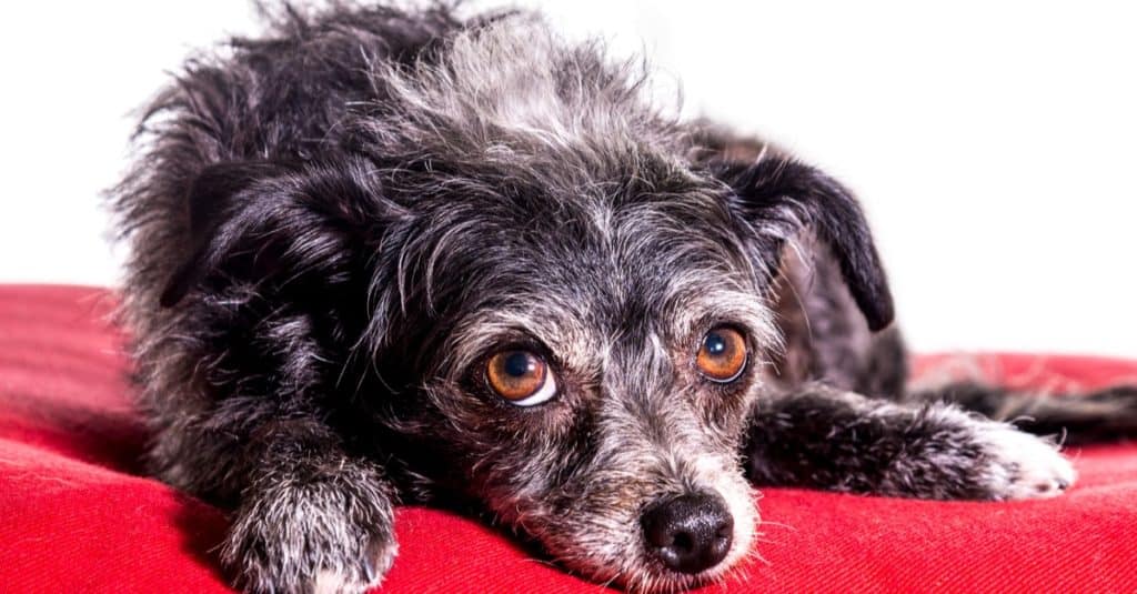 Dorkie sdraiato sulla coperta rossa