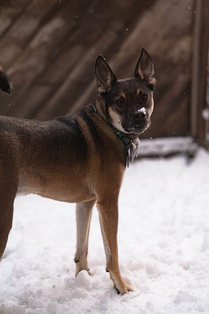 Zitto nella neve