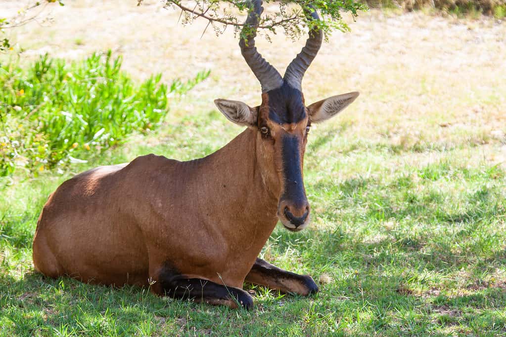 Hartebeest sulla savana erbosa