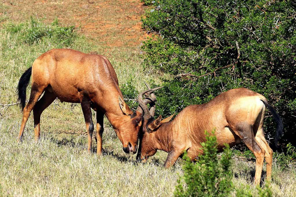 Due maschi hartebeest combattimenti