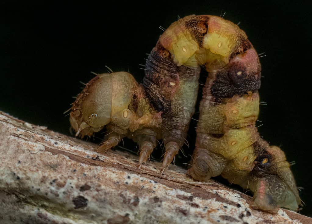 Bruco di Inchworm