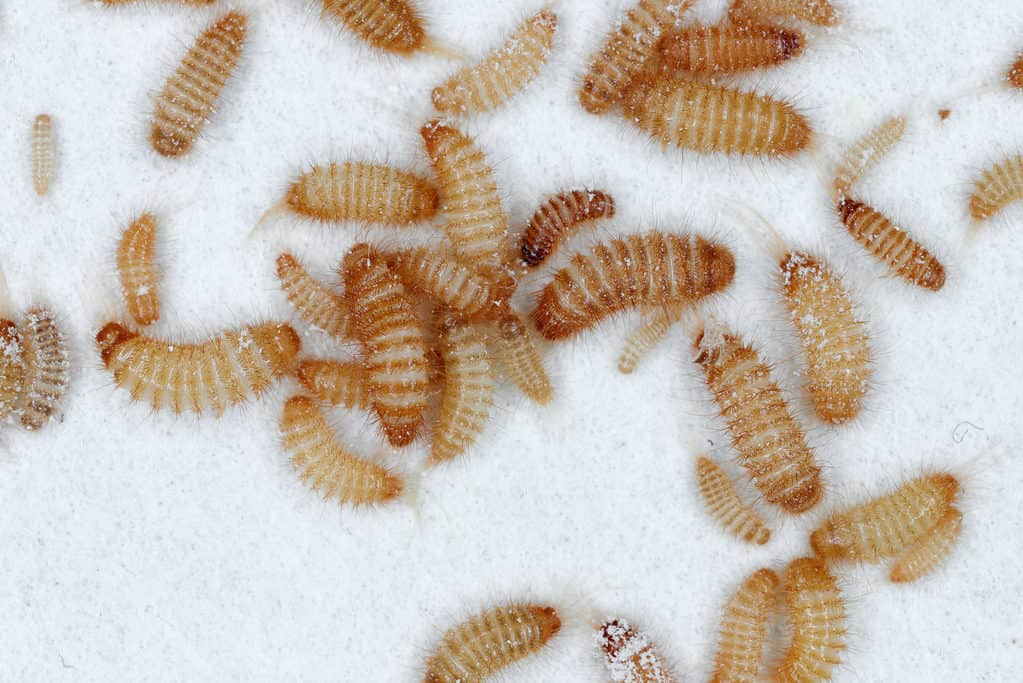 Larve di coleottero Khapra che divorano i depositi di grano