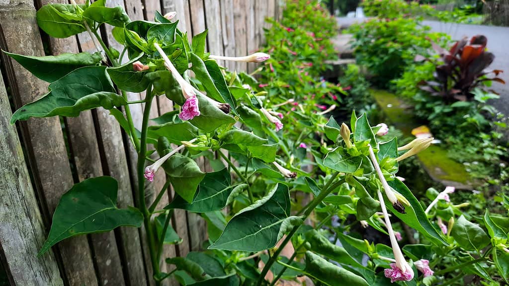 Datura metel può aiutare a sbarazzarsi dei coleotteri khapra
