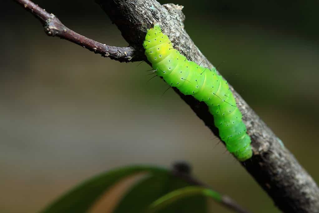 Un bruco di falena luna verde brillante su un ramo di un albero. La falena luna è nella parte destra del telaio. Sembra che stia strisciando su per il ramo di un albero, ed è verticale, leggermente inclinato verso il frame sinistro. Ha piccoli peli appuntiti lungo la lunghezza del suo corpo segmentato.