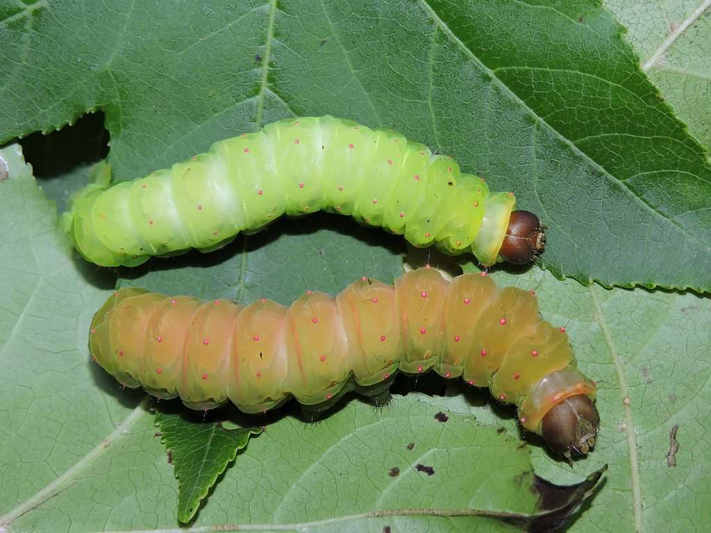 Due bruchi di Luna Moth sono visibili su una foglia verde.  Il bruco nella parte superiore della cornice è verde con minuscoli puntini arancioni.  Il bruco sotto di esso è marrone e si sta preparando a impuparsi.