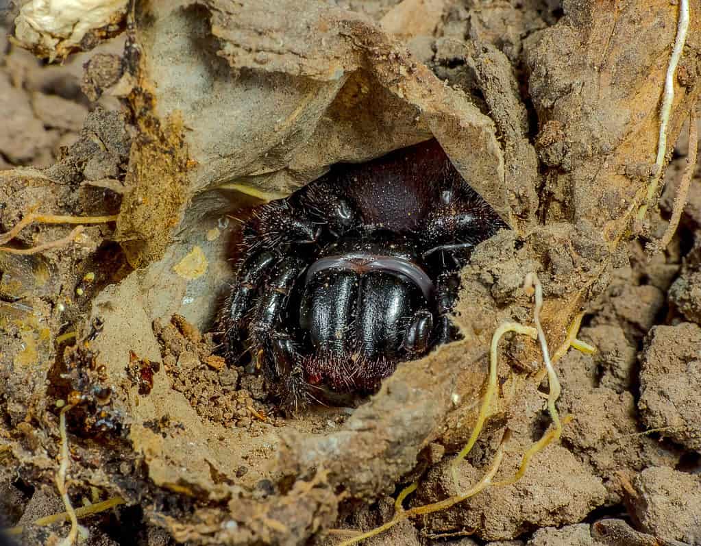 Ragno topo orientale (Missulena bradleyi) nella tana