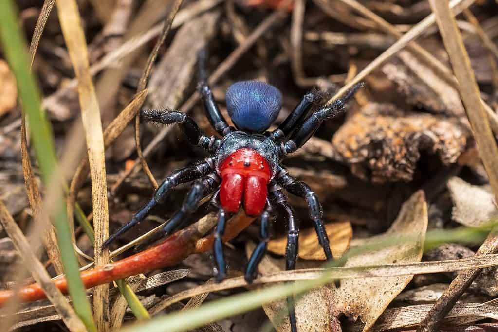 Ragno topo dalla testa rossa maschio (Missulena occatoria)