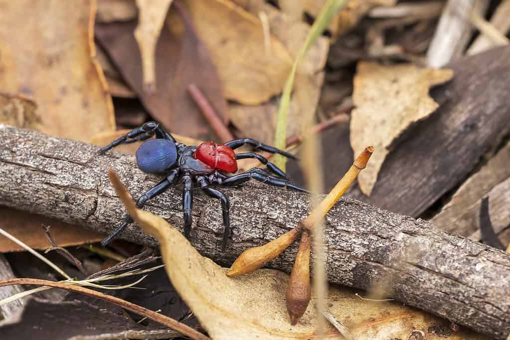 Ragno topo dalla testa rossa maschio (Missulena occatoria)