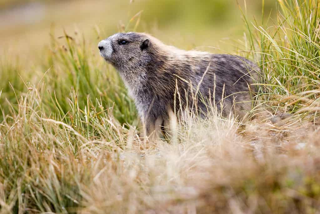 Marmotta olimpica (Marmota olympus)