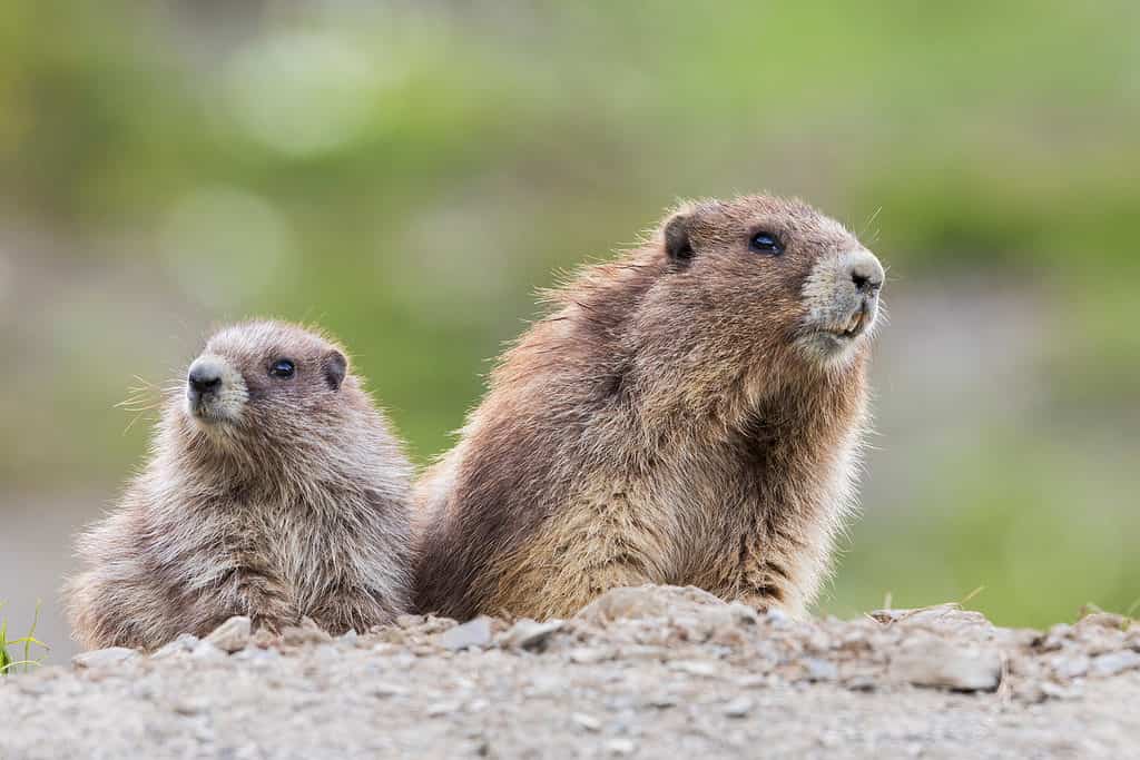 Cucciolo e genitore di marmotta olimpica.