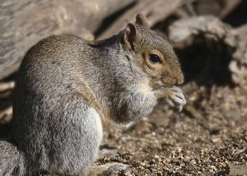 Gli scoiattoli sono nemici naturali della zecca della costa del Pacifico.