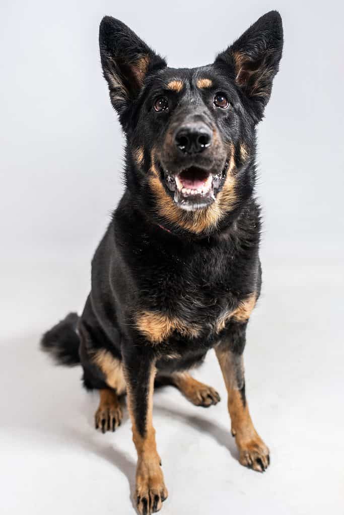 Tedesco Rottie isolato