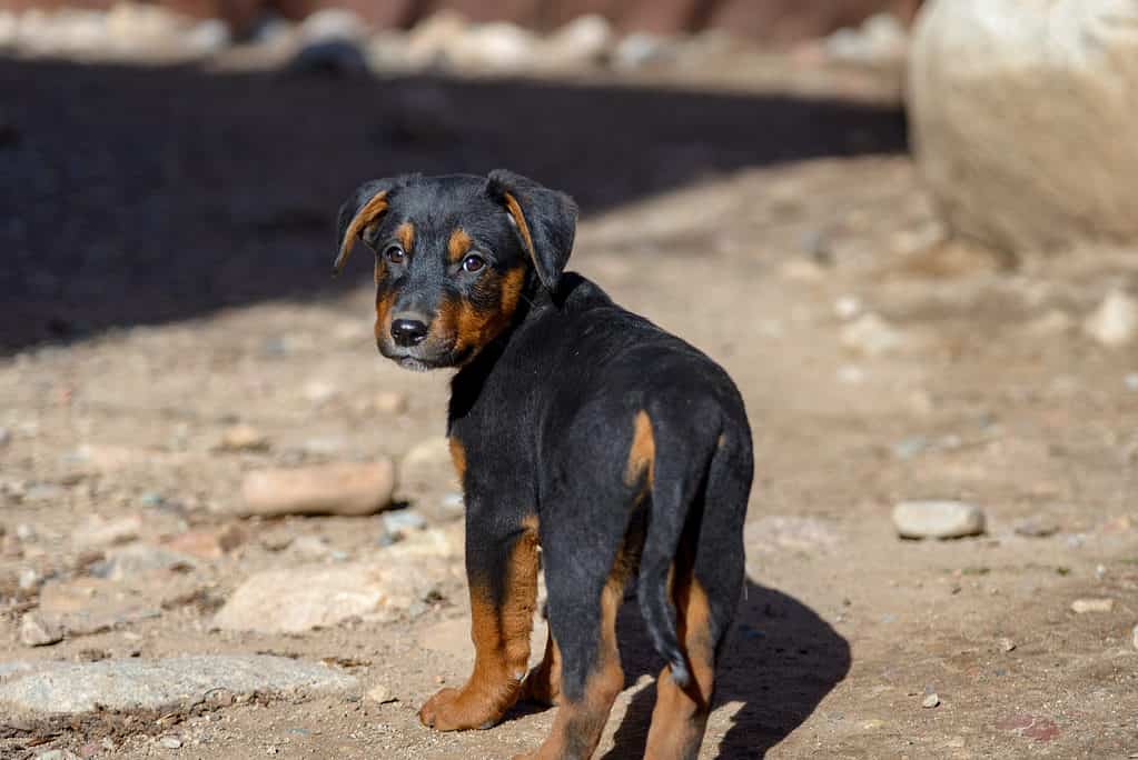 Cucciolo di Rottie tedesco