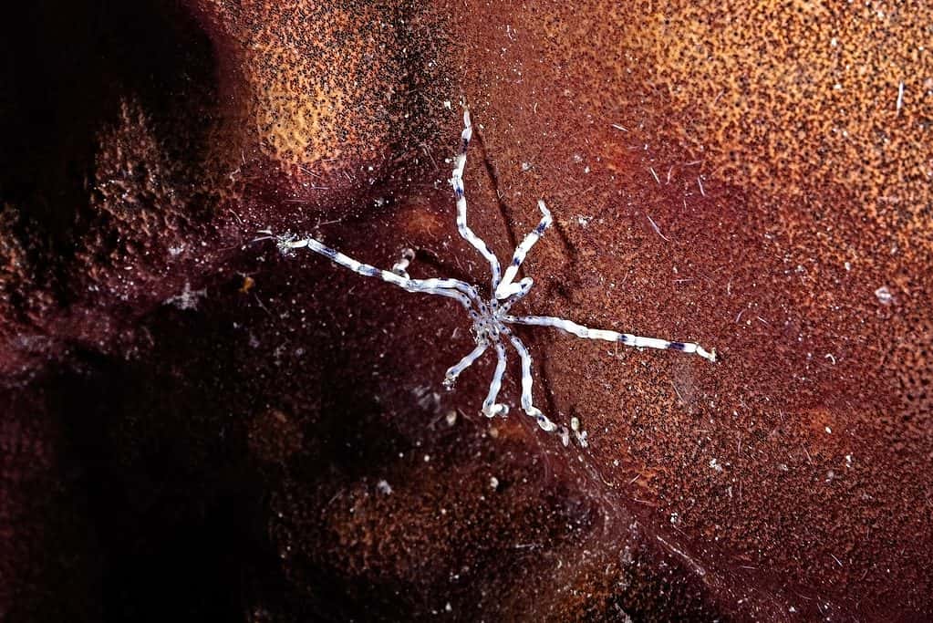 Ragno di mare su corallo
