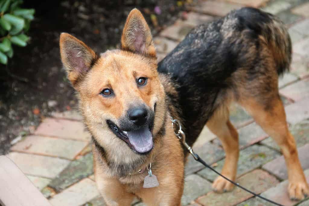 Misto Shiba/pastore tedesco