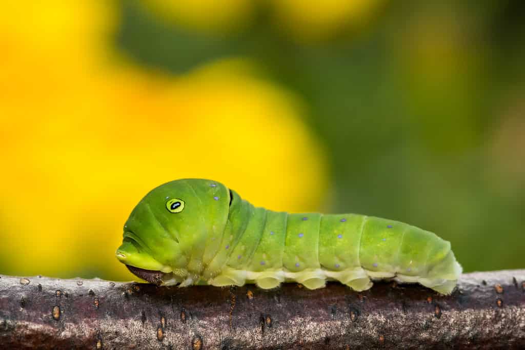 Un bruco a coda di rondine della tigre orientale incredibilmente carino.  Il bruco è verde brillante con macchie oculari bianche e nere.