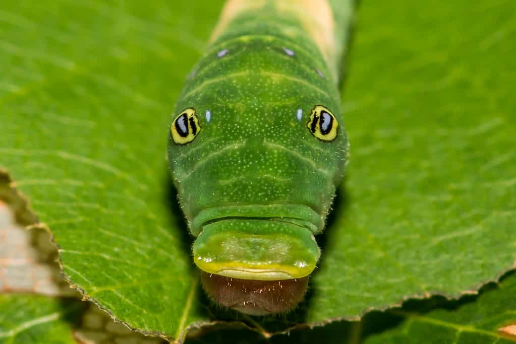 Una fotografia di un bruco a coda di rondine della tigre orientale di fronte alla telecamera.  il bruco è verde su una foglia verde.  Ha due occhi e una grande bocca.