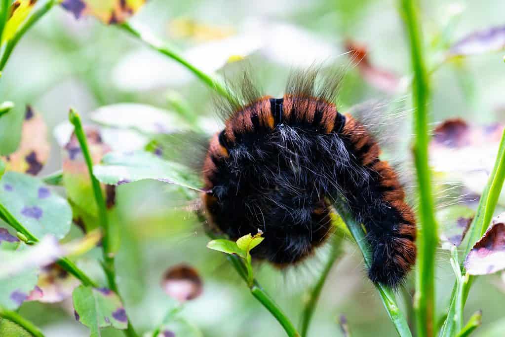 Una macro di un orso lanoso europeo per lo più arrotolato in una palla.  Dal fotografo: Primo piano del bruco dell'orso lanoso della falena tigre del giardino o della grande falena tigre Arctia caja spaventata dal predatore arricciato in una palla a terra.  Polonia, Europa