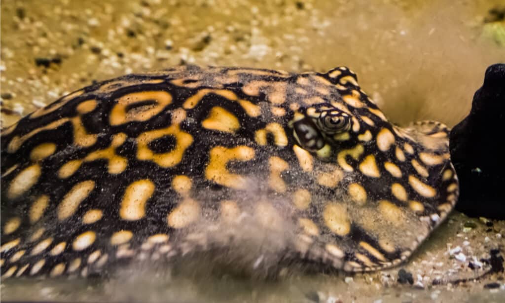 La razza del fiume Xingu può nutrirsi di prede più resistenti della sua stessa mascella