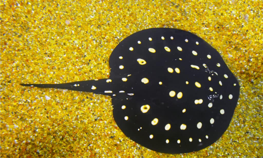 Le razze a pois sono endemiche del Brasile