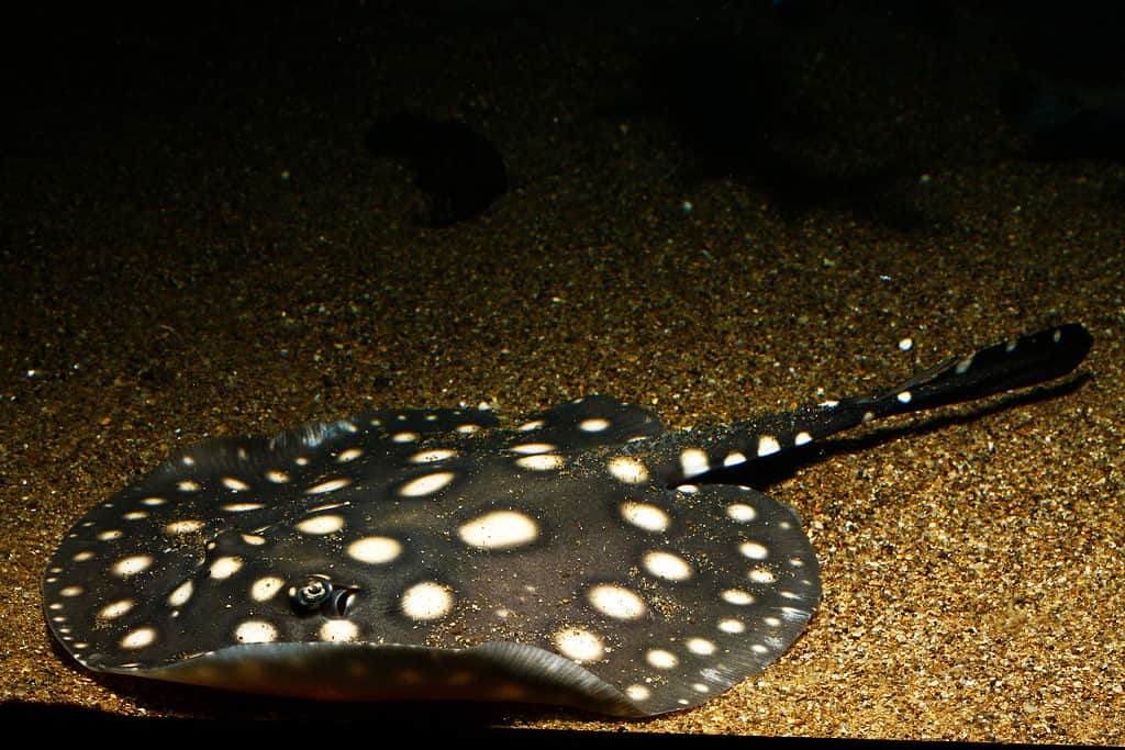 Razza del fiume Xingu a macchie bianche o pastinaca a pois