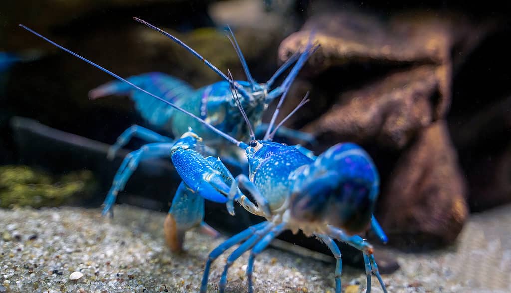 Gambero di Cherax