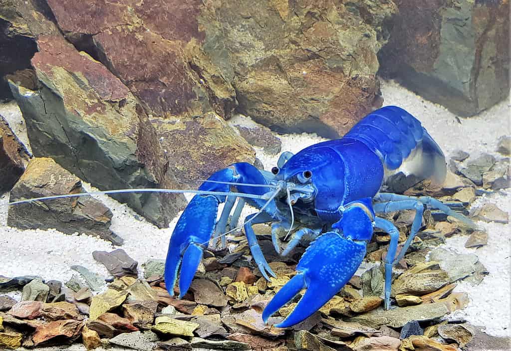 Cherax distruttore - yabby comune