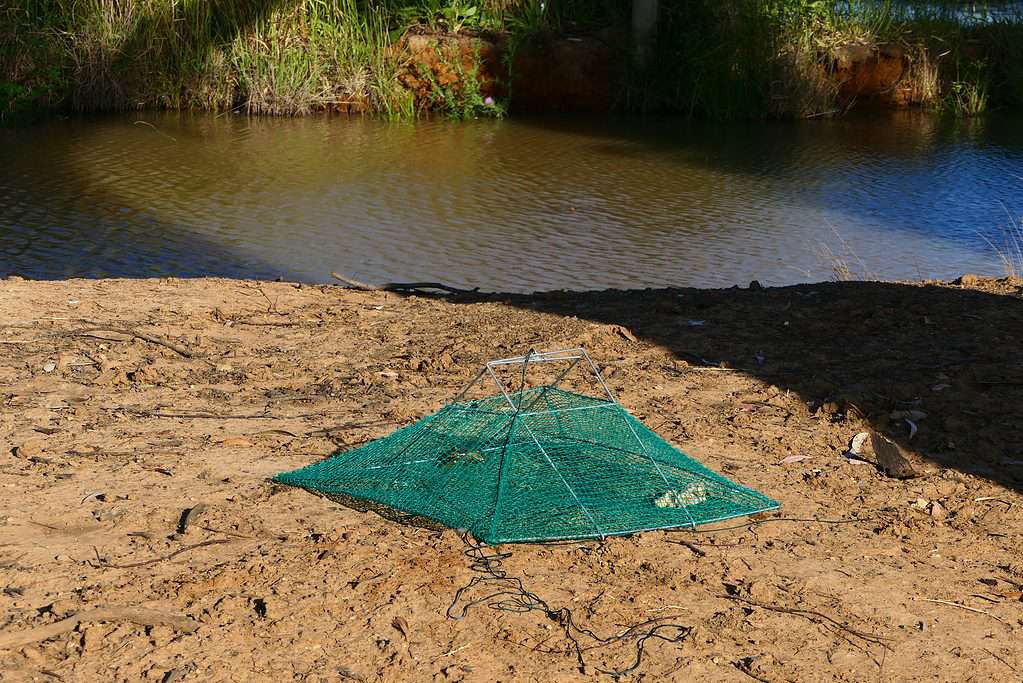 Rete da esca usata per catturare gli yabbies, nota come yabbying.