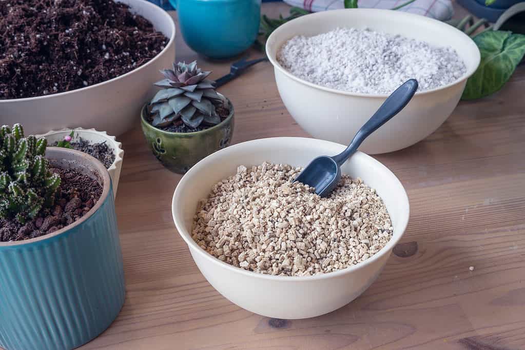 Perlite per prevenire il marciume radicale nelle piante di porthos