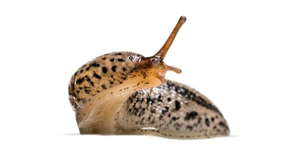 Limax maximus, letteralmente, 'più grande lumaca', noto con i nomi comuni di grande lumaca grigia e lumaca di leopardo, davanti a uno sfondo bianco