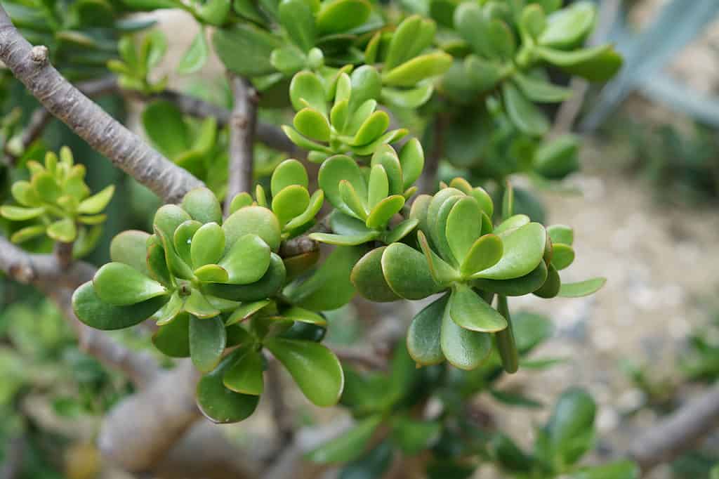 Un primo piano di Crassula ovata, comunemente noto come pianta di giada, pianta fortunata, pianta di denaro o albero di denaro.