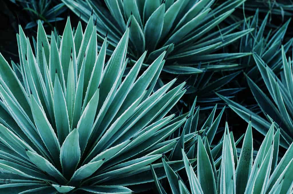 Piante di agave, palme e piante grasse nel giardino tropicale.  Configurazione astratta delle piante.