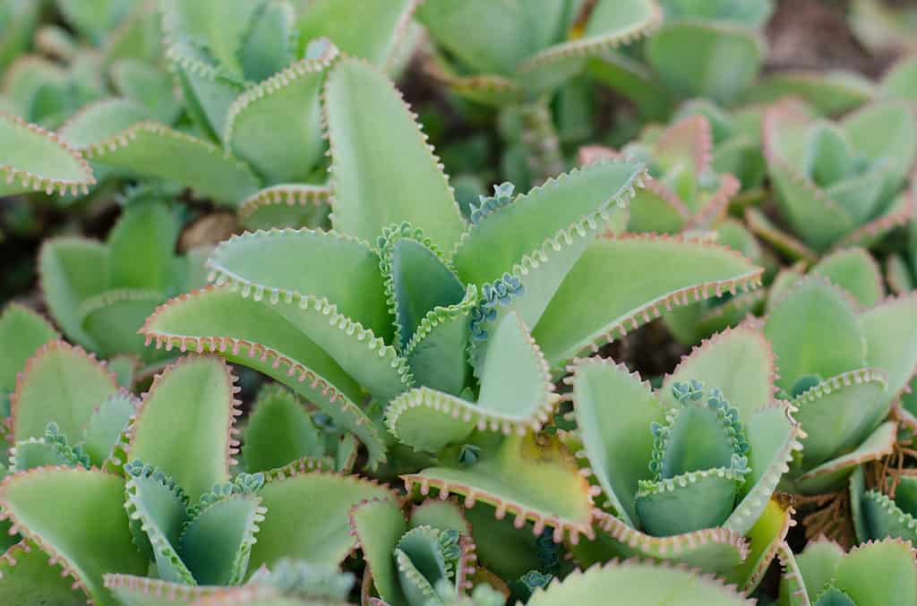 Le succulente Kalanchoe possono produrre fioriture dopo il primo anno