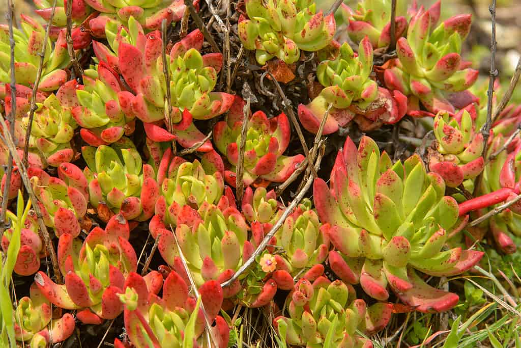 Rosso e verde Dudleya Specie in un giardino.