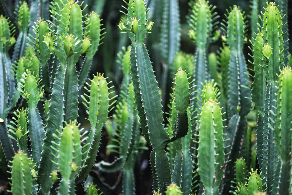 Immagine del primo piano degli alberi del cactus dell'euforbia ingens.