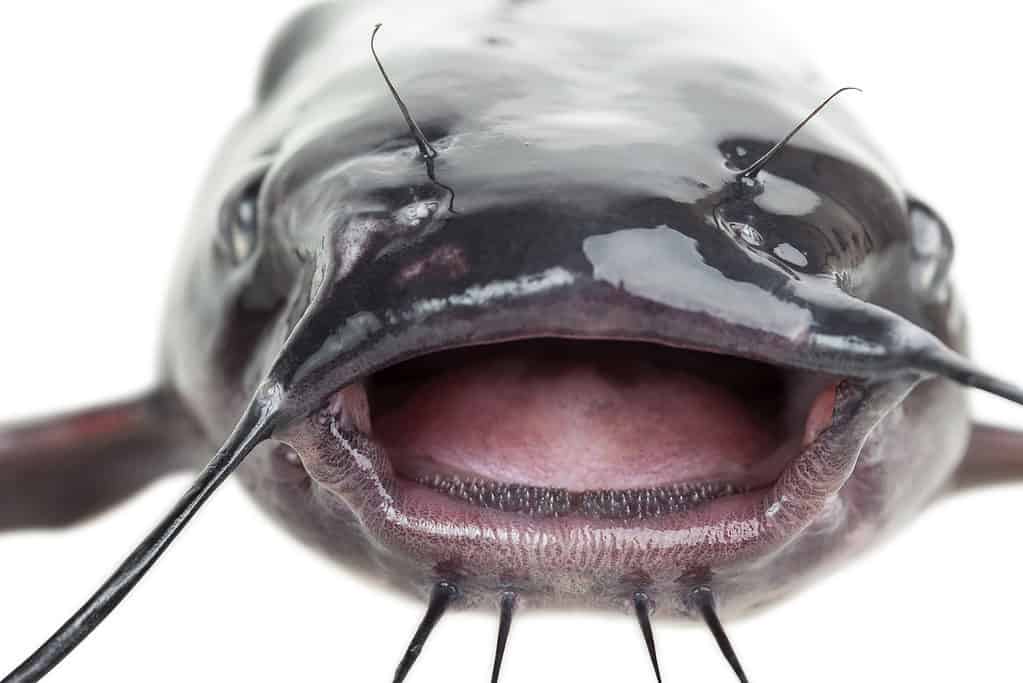 Bocca di pesce gatto del canale