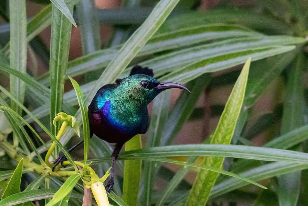 Un sunbird palestinese nel suo habitat naturale