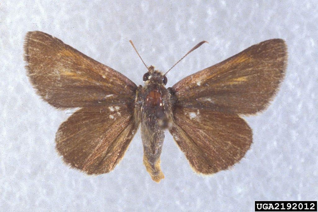 Atrytone arogos, l'arogos skipper o skipper dell'erba della barba, è una farfalla della famiglia Hesperiidae.