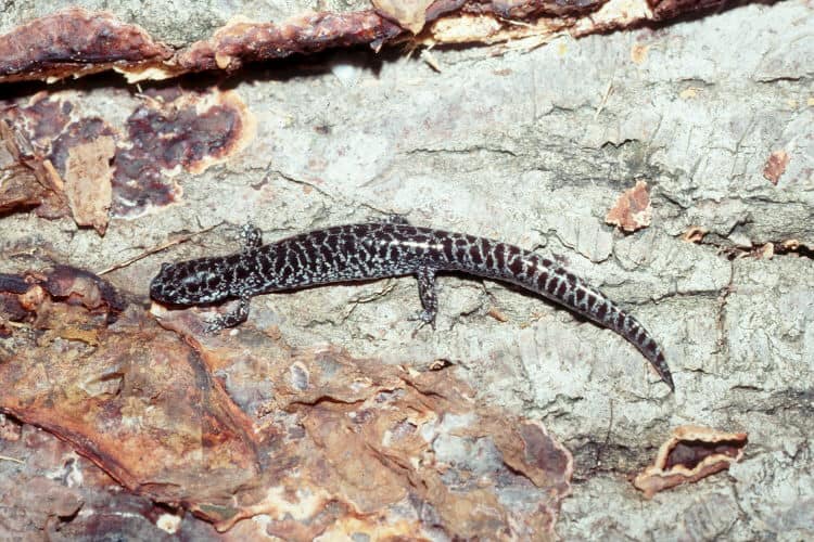 Ambystoma cingolato