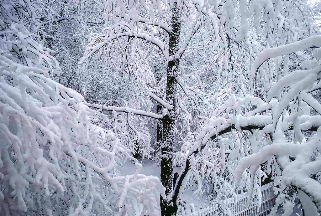 Tempesta di neve a St. Louis, Missouri.
