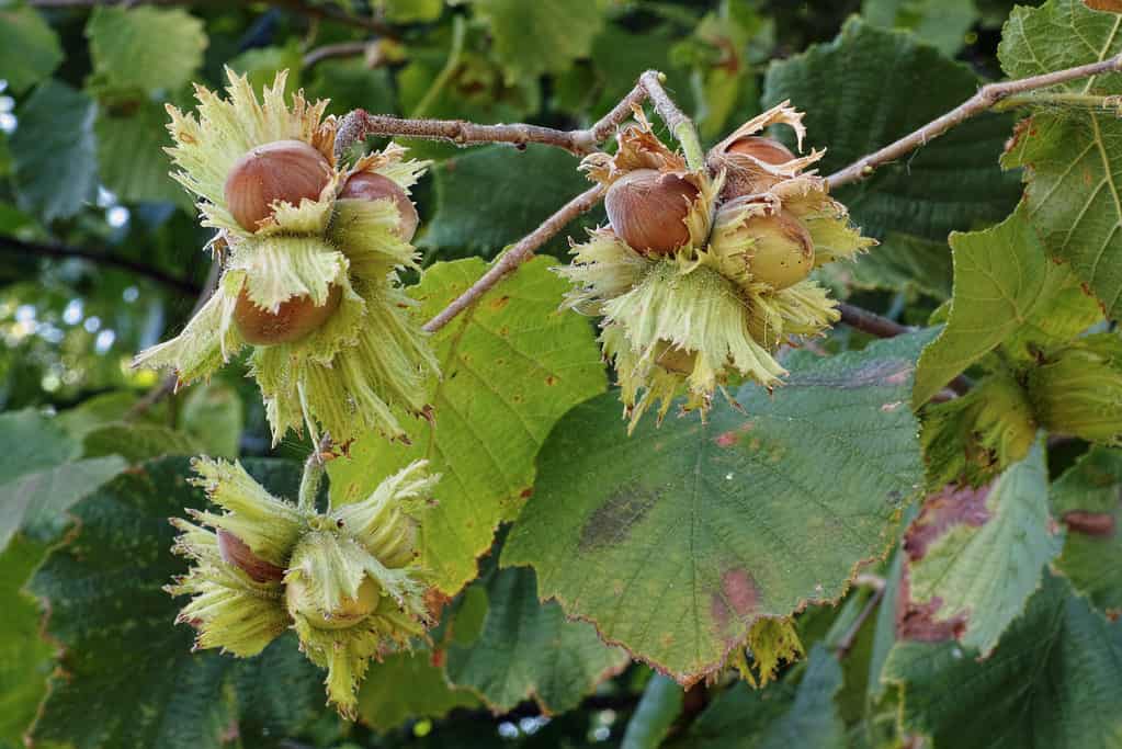 Nocciolo