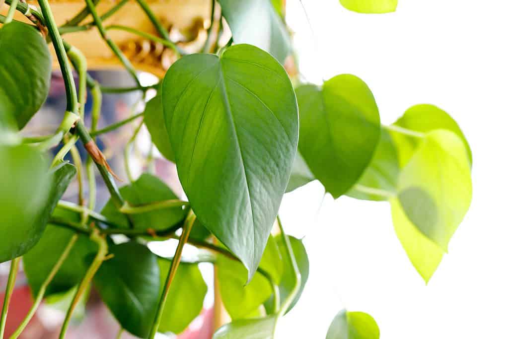 Pothos dorati o Epipremnum aureum, migliore pianta da interno