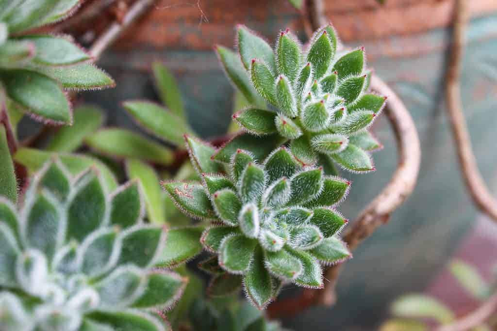 Echeveria setosa, petardo messicano succulento