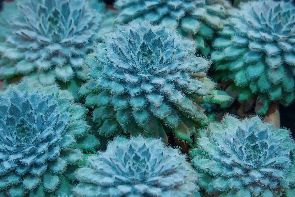 Echeveria seno succulento